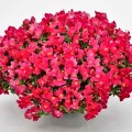 Кэнди F1 розовый (pink) семена антирринума (Sakata)