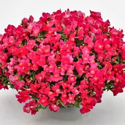 Кэнди F1 розовый (pink) семена антирринума (Sakata)