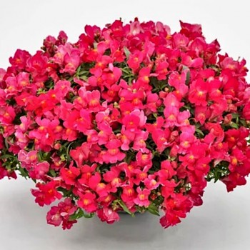 Кэнди F1 розовый (pink) семена антирринума (Sakata)