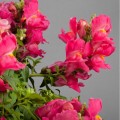 Кэнди F1 розовый (pink) семена антирринума (Sakata)