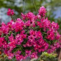 Кэнди F1 розовый (pink) семена антирринума (Sakata)