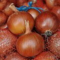 Хайденс F1 семена лука репчатого желтого (LibraSeeds)