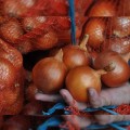 Хайденс F1 семена лука репчатого желтого (LibraSeeds)