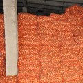Хайденс F1 семена лука репчатого желтого (LibraSeeds)