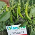 Хирош семян горького перца (Innova Seeds)