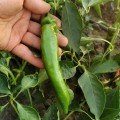 Хирош семян горького перца (Innova Seeds)