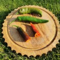 Хирош семян горького перца (Innova Seeds)