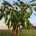 Хирош семян горького перца (Innova Seeds)