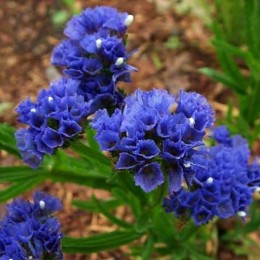 КІС темно-синя насіння статиці (Pan American)