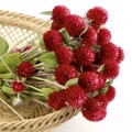 Клубничное поле семян гомфрены (Hem Zaden)