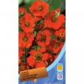 Колокольчик чилийский оранжевый (orange) семян (Moravoseed)
