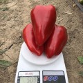Кольт F1 семена перца сладкого Венгерский тип (Lark Seeds)