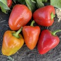 Кольт F1 семена перца сладкого Венгерский тип (Lark Seeds)