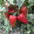 Кольт F1 семена перца сладкого Венгерский тип (Lark Seeds)