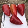 Кольт F1 семена перца сладкого Венгерский тип (Lark Seeds)