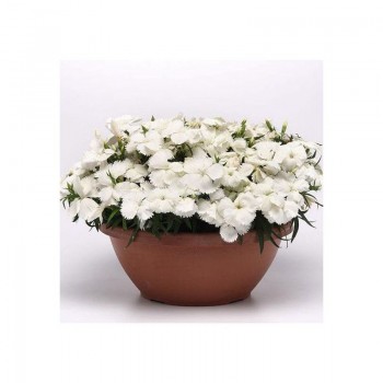 Коронет F1 белая (white) семена гвоздики китайской (Pan American)