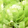 Круччита семян салата тип Ромен дражированный (Rijk Zwaan)