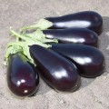 KS 1258 F1 семена баклажана раннего (Kitano Seeds)