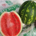 Шейни F1 (KS 163 F1) семена арбуза среднего (Kitano Seeds)