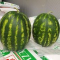 Шейни F1 (KS 163 F1) семена арбуза среднего (Kitano Seeds)