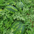 Шейни F1 (KS 163 F1) семена арбуза среднего (Kitano Seeds)