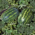 Шейни F1 (KS 163 F1) семена арбуза среднего (Kitano Seeds)