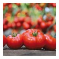 КС 206 F1 (KS 206 F1) семена томата индетерминантного (Kitano Seeds)