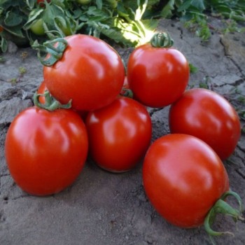 КС 215 F1 (KS 215 F1) семена помидора детерминантного (Kitano Seeds)
