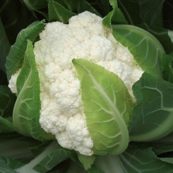 КС 2682 F1 (KS 2682 F1) насіння капусти цвітної (Kitano Seeds)