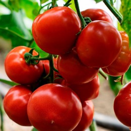 КС 301 F1 (KS 301 F1) семена помидора индетерминантного (Kitano Seeds)