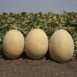 КС 6150 F1 семена дыни (Kitano Seeds)