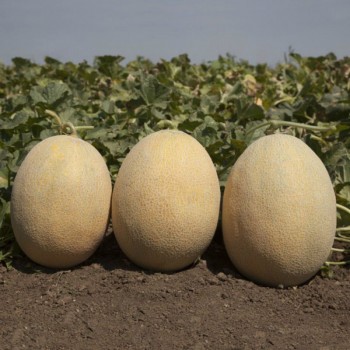 КС 6150 F1 семена дыни (Kitano Seeds)