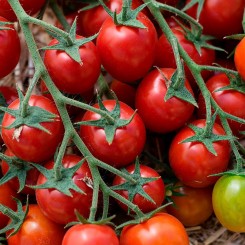КС 959 F1 (KS 959 F1) насіння помідора чері (Kitano Seeds)