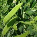 Ларанго семян гороха овощного (Syngenta)