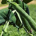 Ларанго семян гороха овощного (Syngenta)