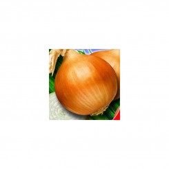 Луганське насіння цибулі ріпчастої жовтої (GL Seeds)