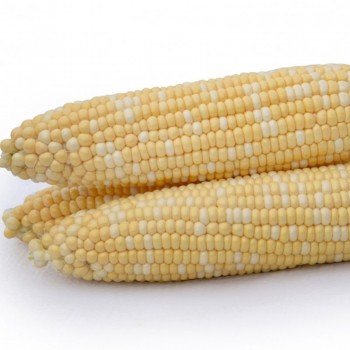 Майбико F1 семена кукурузы суперсладкой Sh2 (May Seeds)