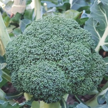 Маори F1 семена капусты брокколи (Cora Seeds)