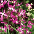 Матиола дворога семян (Moravoseed)