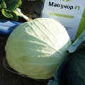 Мавунор F1 семена капусты белокочанной (Syngenta)