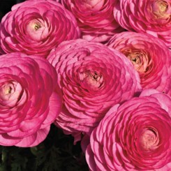 Меджик F1 розовый (pink) семена ранункулюса азиатского (Syngenta)