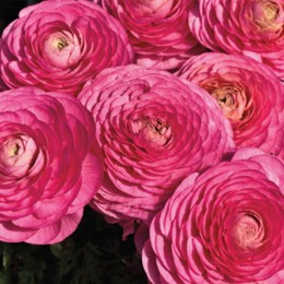 Меджик F1 рожевий (pink) насіння ранункулюса азіатського (Syngenta)