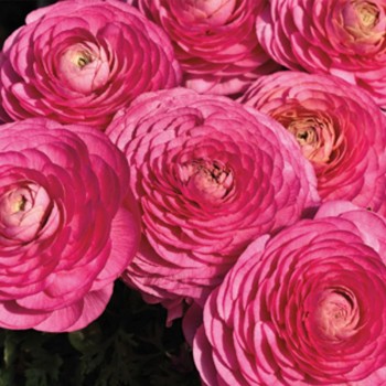 Меджик F1 розовый (pink) семена ранункулюса азиатского (Syngenta)