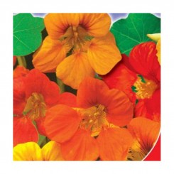 Мелба семян настурции (GL Seeds)