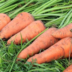 Мінара насіння моркви Шантане ранньої 100-110 дн. (Soto Seeds)