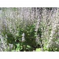 Мускатные семена шалфея (GL Seeds)