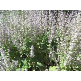Мускатные семена шалфея (GL Seeds)
