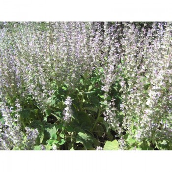 Мускатные семена шалфея (GL Seeds)