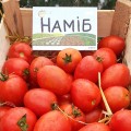 Намиб F1 семена томата дет. раннего 55-60 дн. слив. 110-120 гр. красный (Syngenta)