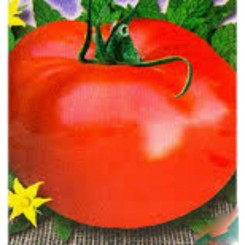 Национальная гордость семян индетерминантного томата (GL Seeds)